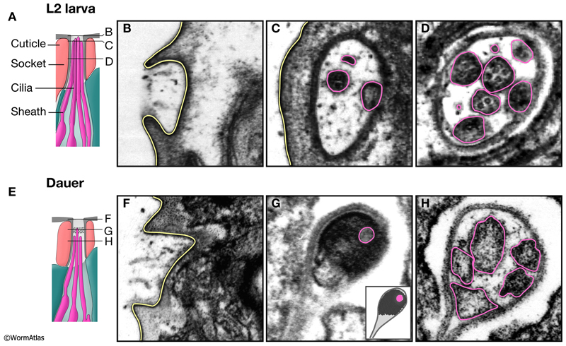 DNeuroFIG 2: Amphid channel openings in L2 and dauer larvae.